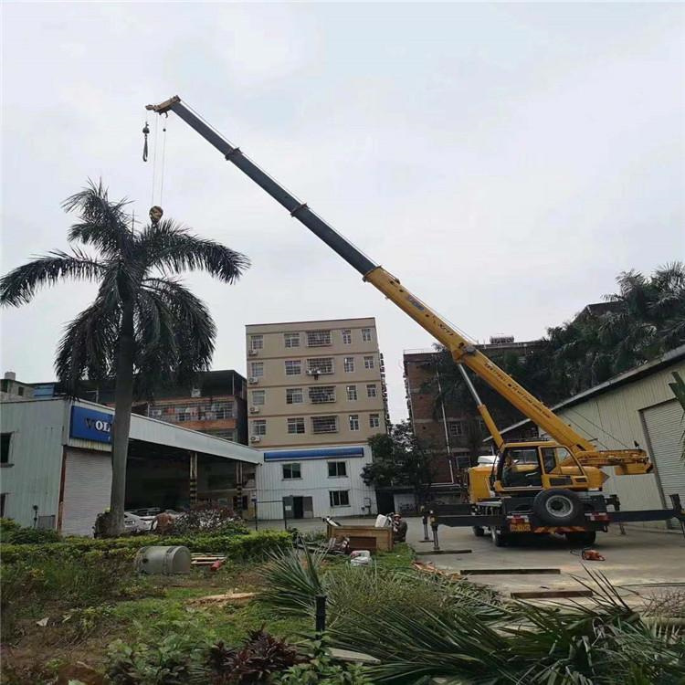 巴马吊车吊大树几种方法